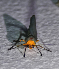 Gnamptonychia ventralis