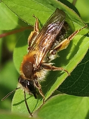 Andrena haemorrhoa