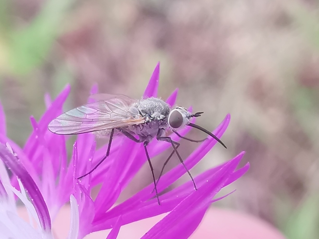 Phthiria canescens