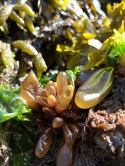 Halosaccion glandiforme