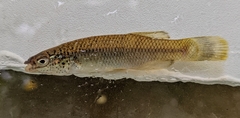 Fundulus rathbuni