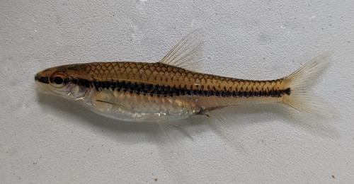 Whitemouth shiner (Notropis alborus) — Cyprinidae
