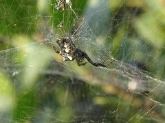 Cyrtophora citricola