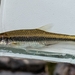 Notropis altipinnis - Photo (c) maurer416, μερικά δικαιώματα διατηρούνται (CC BY-NC), uploaded by maurer416