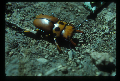 Homoderus johnstoni