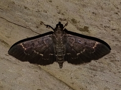 Pilocrocis