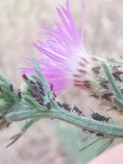 Uroleucon jaceae