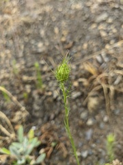 Nigella elata