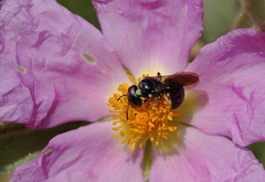 Ceratina cucurbitina