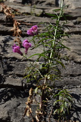 Antirrhinum tortuosum