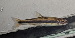 Notropis cummingsae