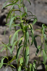 Antirrhinum tortuosum
