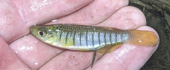 Fundulus lineolatus