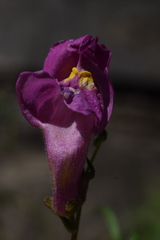 Antirrhinum tortuosum