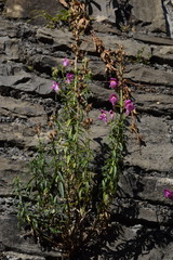 Antirrhinum tortuosum