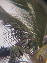 Pelecanus occidentalis