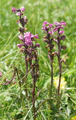 Pedicularis rostratospicata