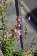 Antirrhinum tortuosum