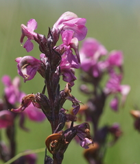 Pedicularis rostratospicata