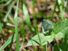 Celastrina argiolus