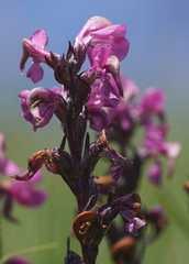 Pedicularis rostratospicata