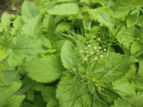 Cyclospermum leptophyllum image