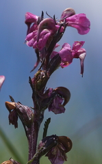 Pedicularis rostratospicata