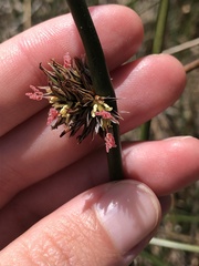 Juncus lesueurii