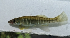 Fundulus waccamensis