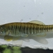 Waccamaw Killifish - Photo (c) maurer416, some rights reserved (CC BY-NC), uploaded by maurer416