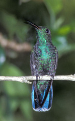 Anthracothorax viridis