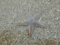 Astropecten scoparius