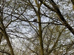 Sciurus carolinensis