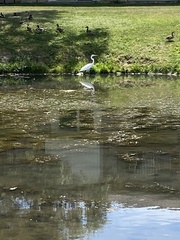 Ardea alba