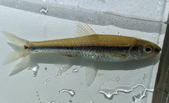 Notropis petersoni