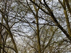 Sciurus carolinensis