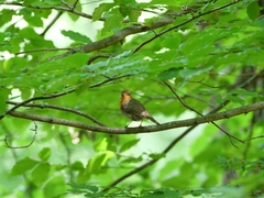 Erithacus rubecula