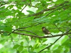 Erithacus rubecula