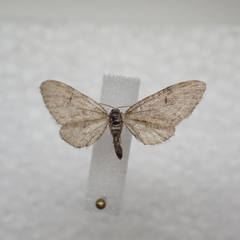 Eupithecia swettii