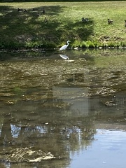 Ardea alba