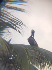 Pelecanus occidentalis