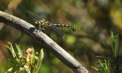 Onychogomphus forcipatus