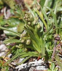 Chamorchis alpina