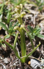 Chamorchis alpina
