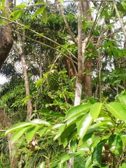 Annona muricata image