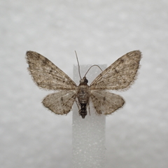 Eupithecia jejunata
