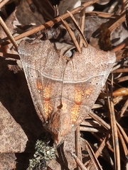 Scoliopteryx libatrix