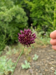 Allium