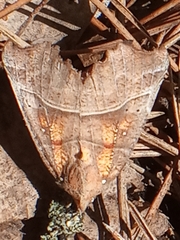 Scoliopteryx libatrix