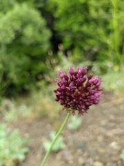 Allium